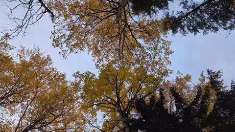 Smooth camera motion view of beautiful forest alley of trees. Tunnel made from Stock Footage 252151937