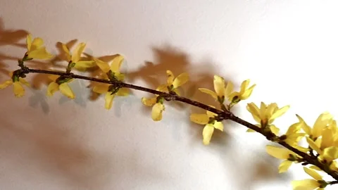 Smooth Camera Movement Along Forsythia Branch – Studio Lighting Scene Stock Footage 306543550