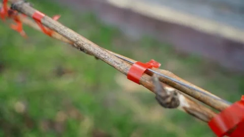 Smooth camera movement along a grapevine tied with a garden stapler, close-up Stock Footage 307813617