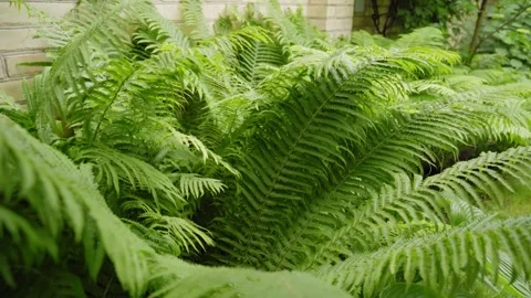 Smooth camera movement along lush green fern plants 스톡 동영상 329561085