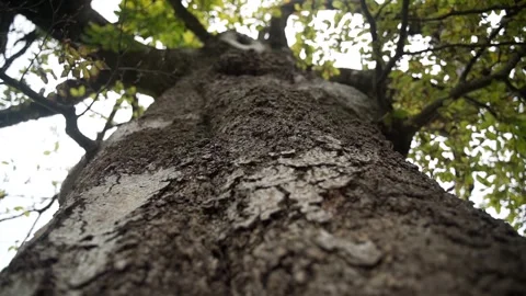 Smooth camera movement along a tree trunk. There is a close-up shot of the t Stock Footage 266597196