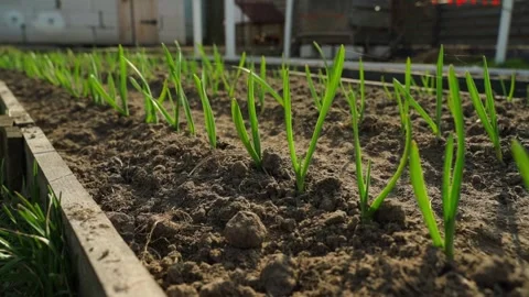 Smooth camera movement along a vegetable garden with growing garlic on a sunny Stock Footage 307813529