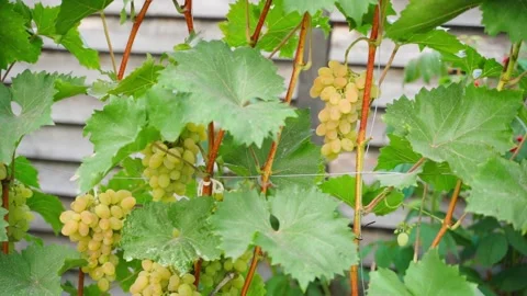 Smooth camera movement along a vineyard with growing yellow grapes Stock Footage 258232776