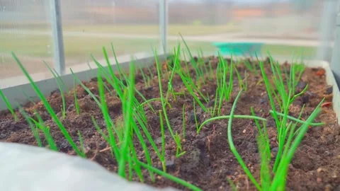 Smooth camera movement around a bed of growing green onions in a greenhouse Stock Footage 306270724
