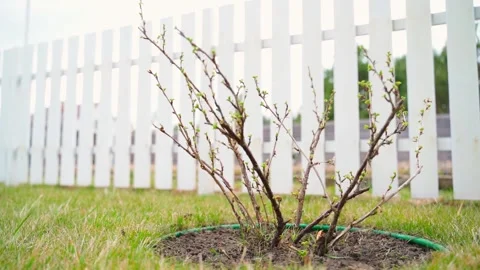 Smooth camera movement around a gooseberry bush waking up after winter, against Stock Footage 306065901