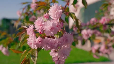 Smooth camera movement around a pink sakura branch Video stock 311107655
