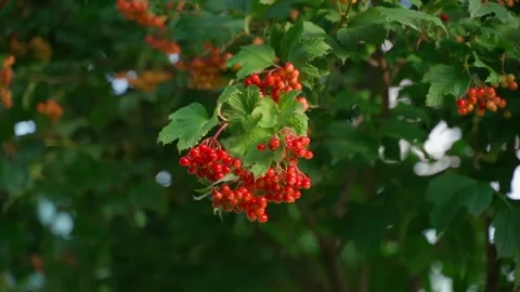 Smooth camera movement around red viburnum, close-up Video stock 317533397