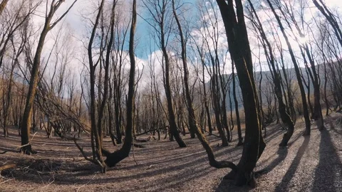Smooth Camera Movement Between Two Tree. Sunset Winter Forest Stock Footage 88172560