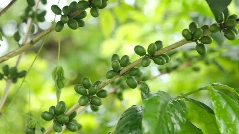 Smooth camera movement follows a coffee branch covered with unripe green co.. Stock Footage 345022565