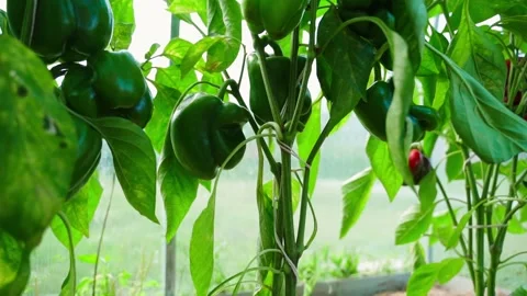 Smooth camera movement in a greenhouse with growing sweet peppers, close-up Stock Footage 285582315