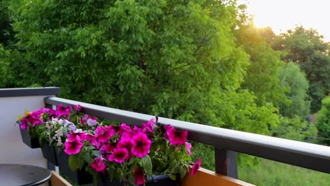 Smooth camera movement from left to right showing blooming pink petunias in.. Stock Footage 313451794