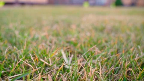 Smooth camera movement near the grass after winter, close-up Stock Footage 311796324