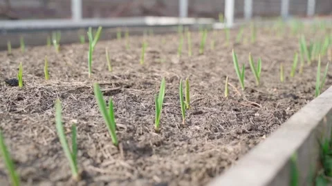 Smooth camera movement near young sprouted garlic in the garden bed Stock Footage 311796932