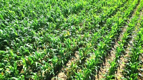 Smooth camera movement over an ecological cornfield Stock Footage 246536000