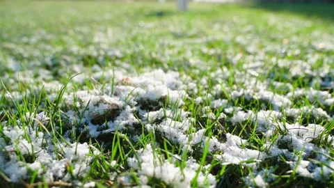 Smooth camera movement over the grass with snow, close up. Melting snow in the Stock Footage 311796143