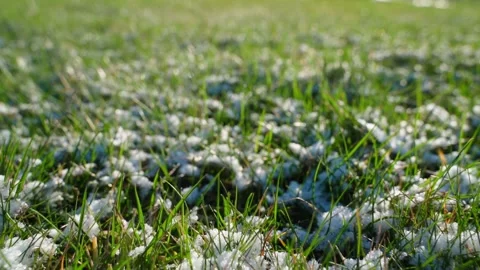 Smooth camera movement over grass lawn covered with snow in spring. Melting snow Stock Footage 311973300