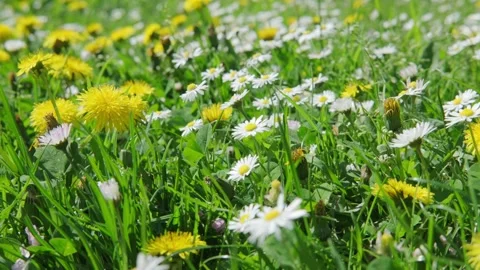 Smooth camera movement over green meadow with yellow dandelions, floral fie.. Stock Footage 335034614