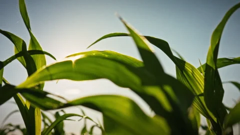 A smooth camera movement over an open field with young green corn sprouts in Stock Footage 345527281