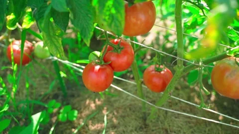 Smooth camera movement over red ripe tomatoes in the vegetable garden. Growing Stock Footage 283568211