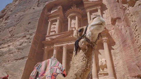Smooth camera movement panning through camel head Stock Footage 102448873