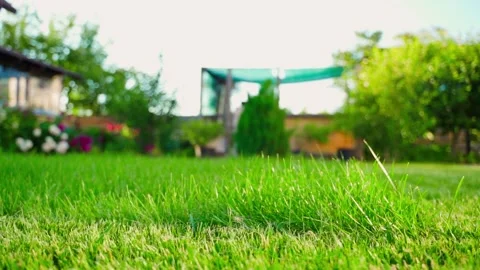 Smooth camera movement past tall lawn grass before mowing close-up. Countryside Stock-Footage 342735899