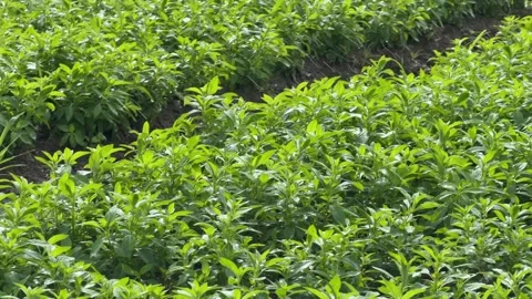 Smooth camera movement reveals straight rows of Peppermint or Mentha plants 動画素材 329373480