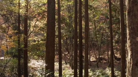 Smooth camera movement through the autumn fall leaves and trees. Video stock 125111364