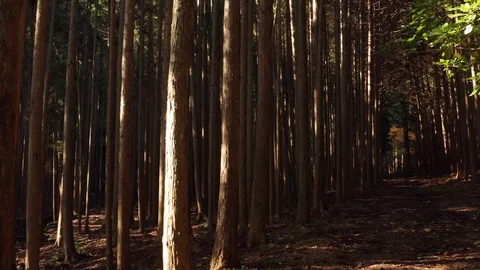 Smooth camera movement through the autumn fall leaves and trees. Stock Footage 125111380