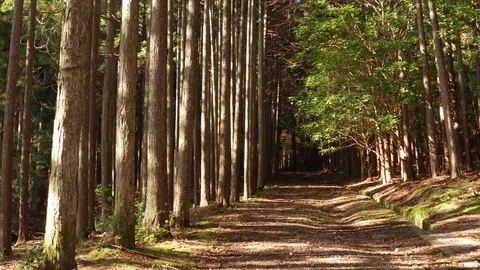 Smooth camera movement through the autumn fall leaves and trees. Video stock 125111394