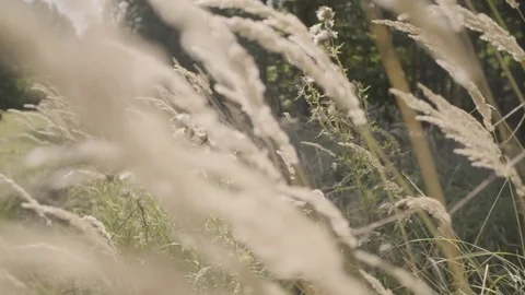 Smooth camera movement through beautiful grass Video stock 72182574