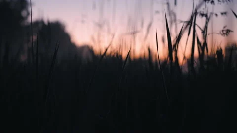 Smooth camera movement through tall meadow rye wheat grass with ears, sunset sky Video stock 202069664