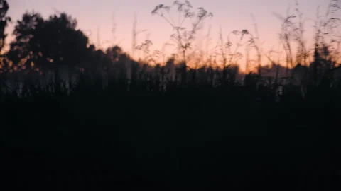 Smooth camera movement through tall meadow rye wheat grass with ears, sunset sky Stock Footage 202160758