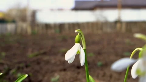 Smooth camera movement through white snowdrop flowers. Stock Footage 173003554