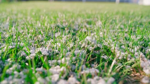 Smooth camera movement white grass with snow, close up Stock Footage 311169811