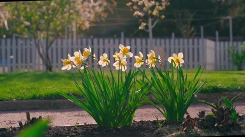 Smooth camera movement, yellow crocuses blooming at sunset Stock Footage 311911574