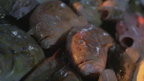 Smooth camera over fish on a market in Jimbaran, Indonesia. 動画素材 90749648