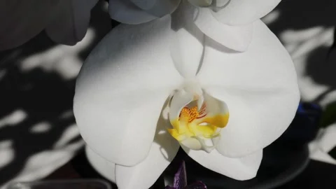 Smooth camera pan from left to right showing white orchid in close-up. Whit.. Video stock 318667313