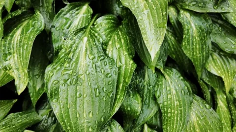 Smooth camera pan over vibrant green hosta plant after rainfall 4k Stock Footage 309380735