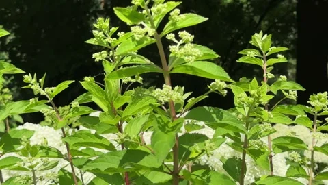Smooth camera panning along white hydrangea blooms and lush green leaves in.. Video stock 342540223