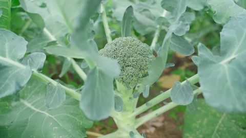 Smooth camera parallax around broccoli growing in a vegetable garden, close-up Stock Footage 316686982