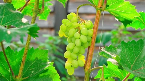 Smooth camera parallax around a bunch of growing grapes in a vineyard, close-up Stock Footage 258640514