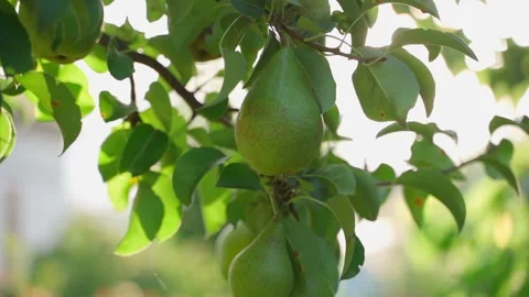 Smooth camera parallax around pears on a branch in the garden, close-up on a Stock Footage 318865200