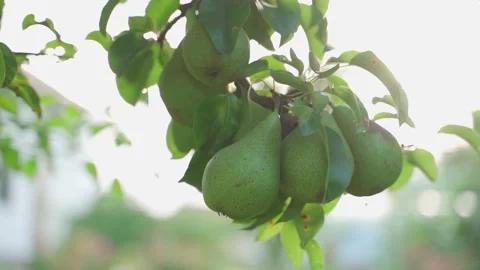 Smooth camera parallax around pears on a branch in the garden, close-up on a Vídeo Stock 318865214