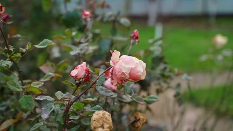 Smooth camera parallax around a rose growing in late autumn, close-up Stock-Footage 323373339