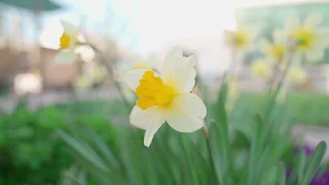 Smooth camera parallax around a yellow blooming daffodil, close-up on a blurred Stock-Footage 308404042