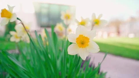 Smooth camera parallax around yellow crocus close-up on blurred background Vídeo Stock 310765089