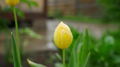 Smooth camera parallax around a yellow tulip in water droplets after rain, close Stock Footage 311845255