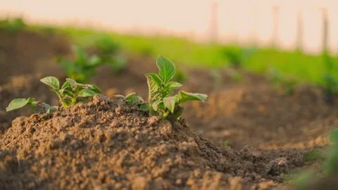 Smooth camera parallax around young sprouted potatoes in the vegetable garden Stock Footage 313052384