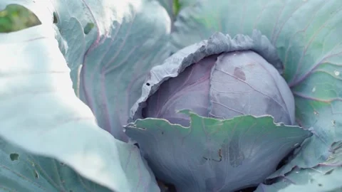 Smooth camera parallax close-up around a growing red cabbage. Plantation with Stock-Footage 270236976