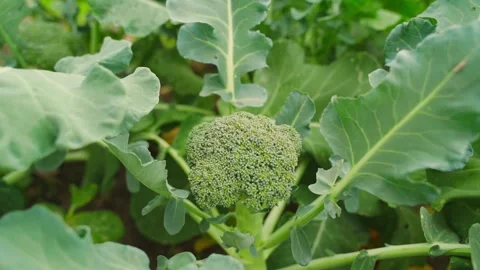 A smooth camera zooms in on a broccoli floret growing in a vegetable garden Stock Footage 313051967